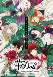 华Doll封面图
